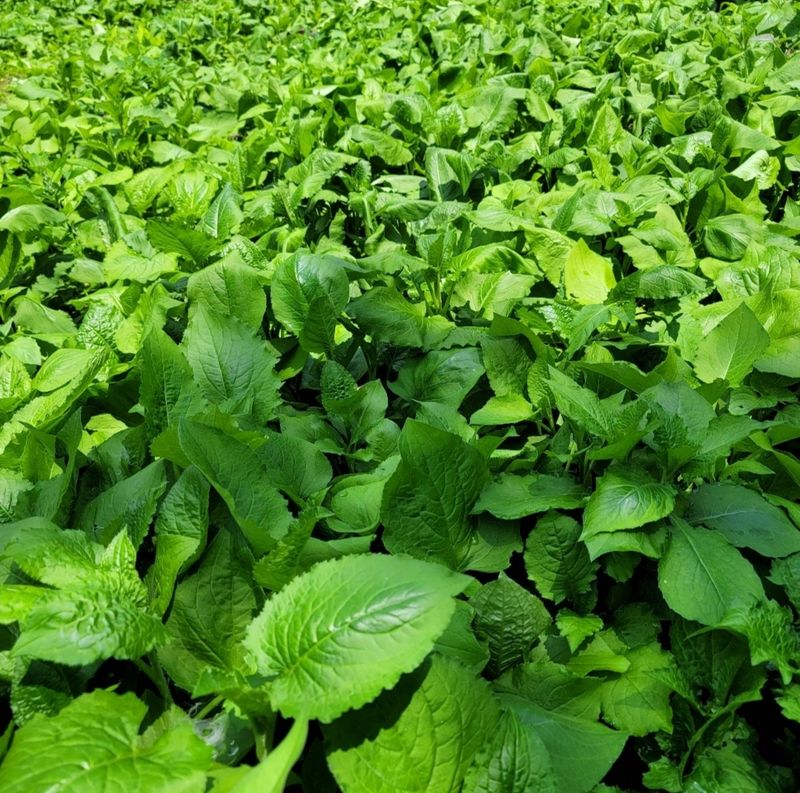 장터 상품 [태양건조곤드레나물(100g 판매중] 썸네일