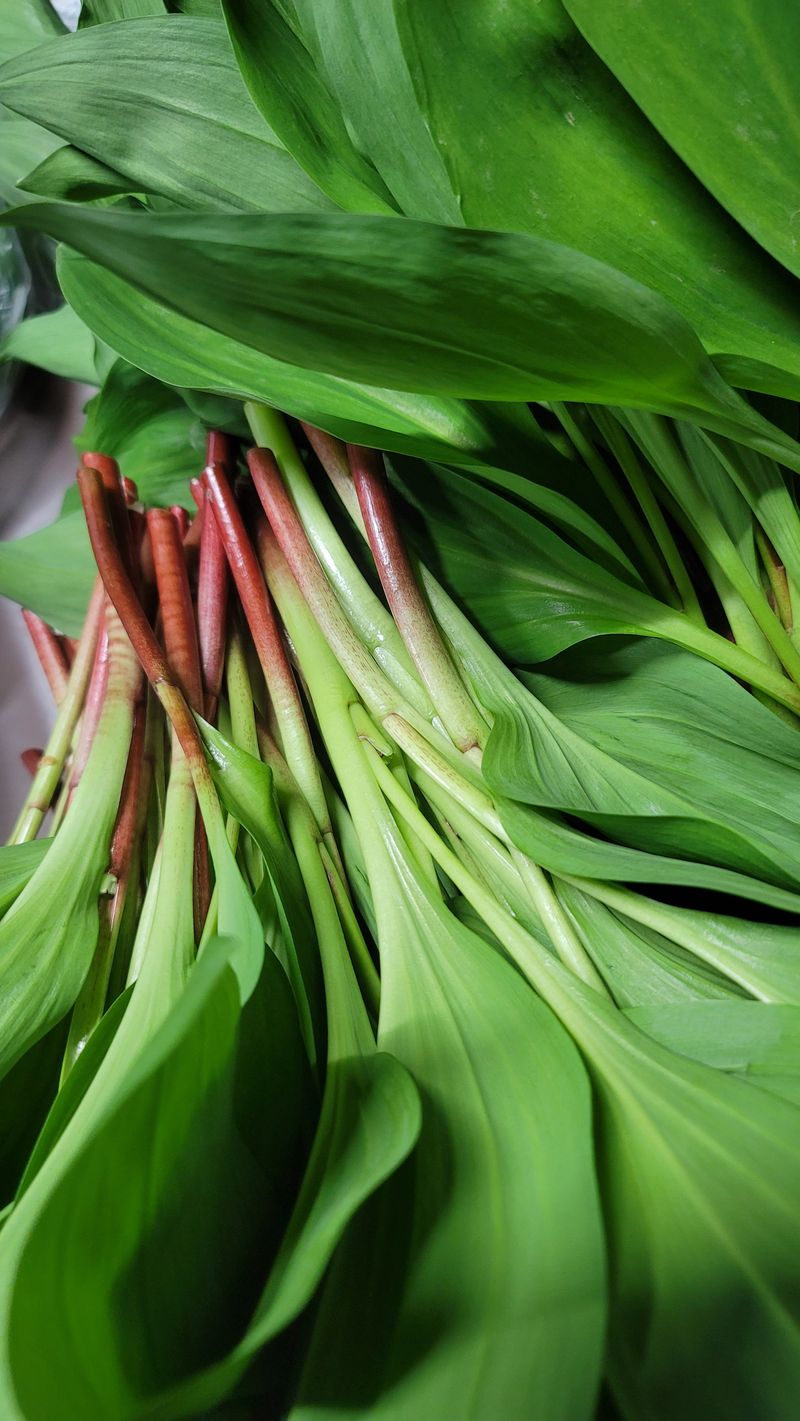 솔안골농장(이영선)님의 장터 판매 상품 [태양건조곤드레나물(100g 판매중] 첨부 사진