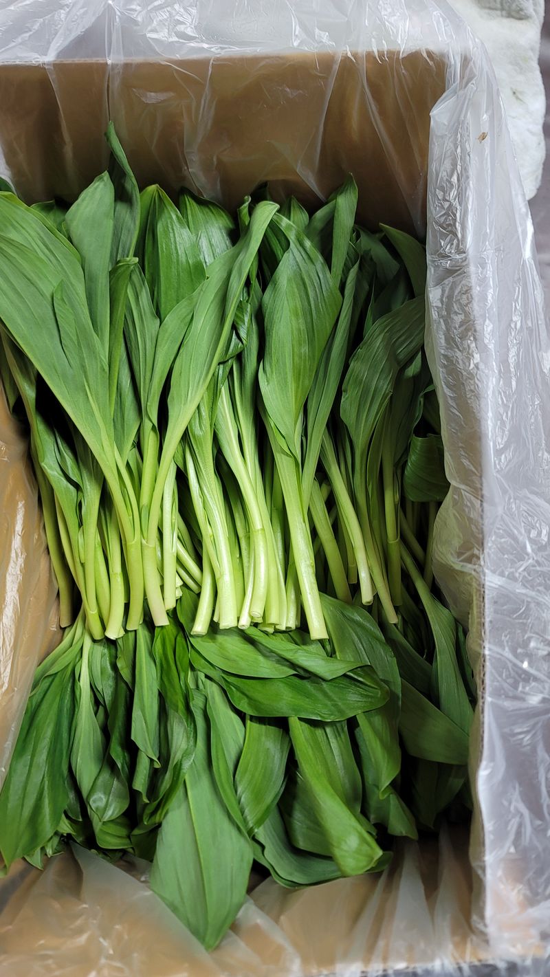 솔안골농장(이영선)님의 장터 판매 상품 [태양건조곤드레나물(100g 판매중] 첨부 사진