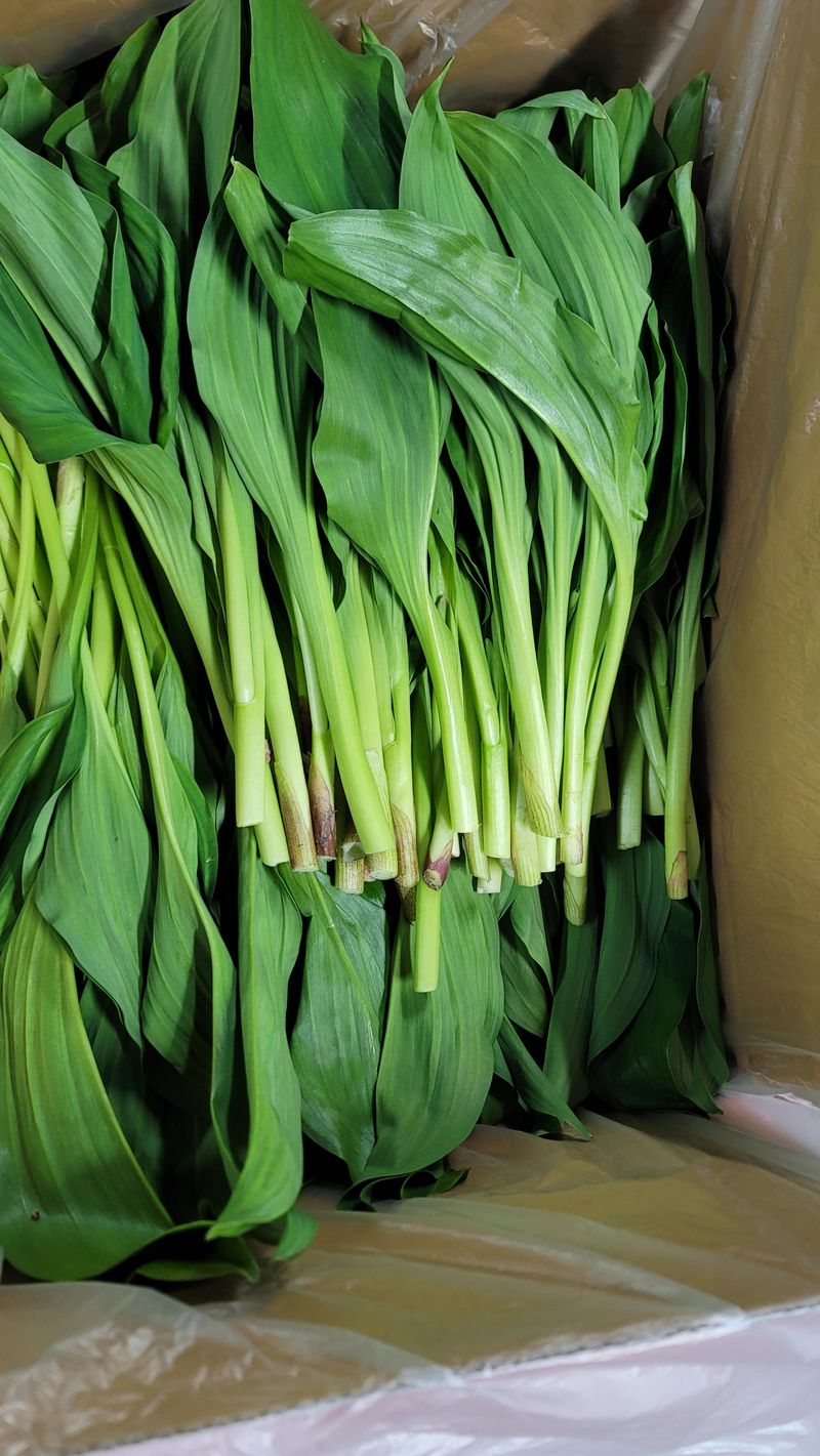 솔안골농장(이영선)님의 장터 판매 상품 [태양건조곤드레나물(100g 판매중] 첨부 사진