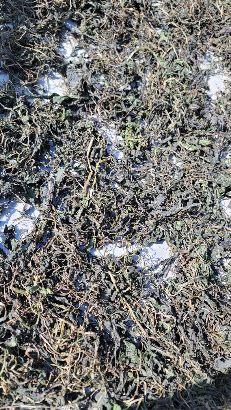 솔안골농장(이영선)님의 장터 판매 상품 [태양건조곤드레나물(100g 판매중] 첨부 사진