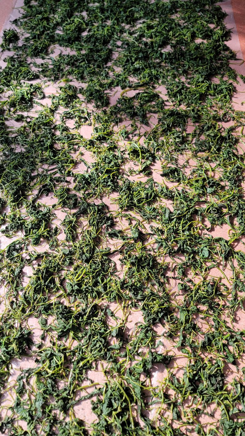 솔안골농장(이영선)님의 장터 판매 상품 [태양건조곤드레나물(100g 판매중] 첨부 사진