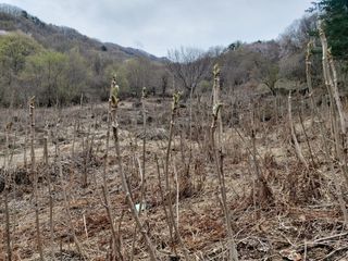 강미화님의 두릅 · 수확 작성글 사진