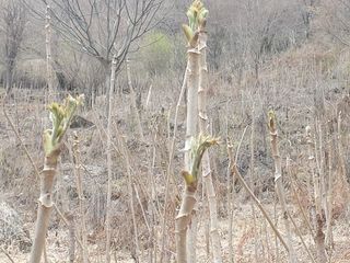 강미화님의 두릅 · 수확 작성글 사진