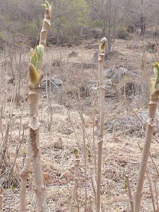 강미화님의 두릅 · 수확 작성글 사진