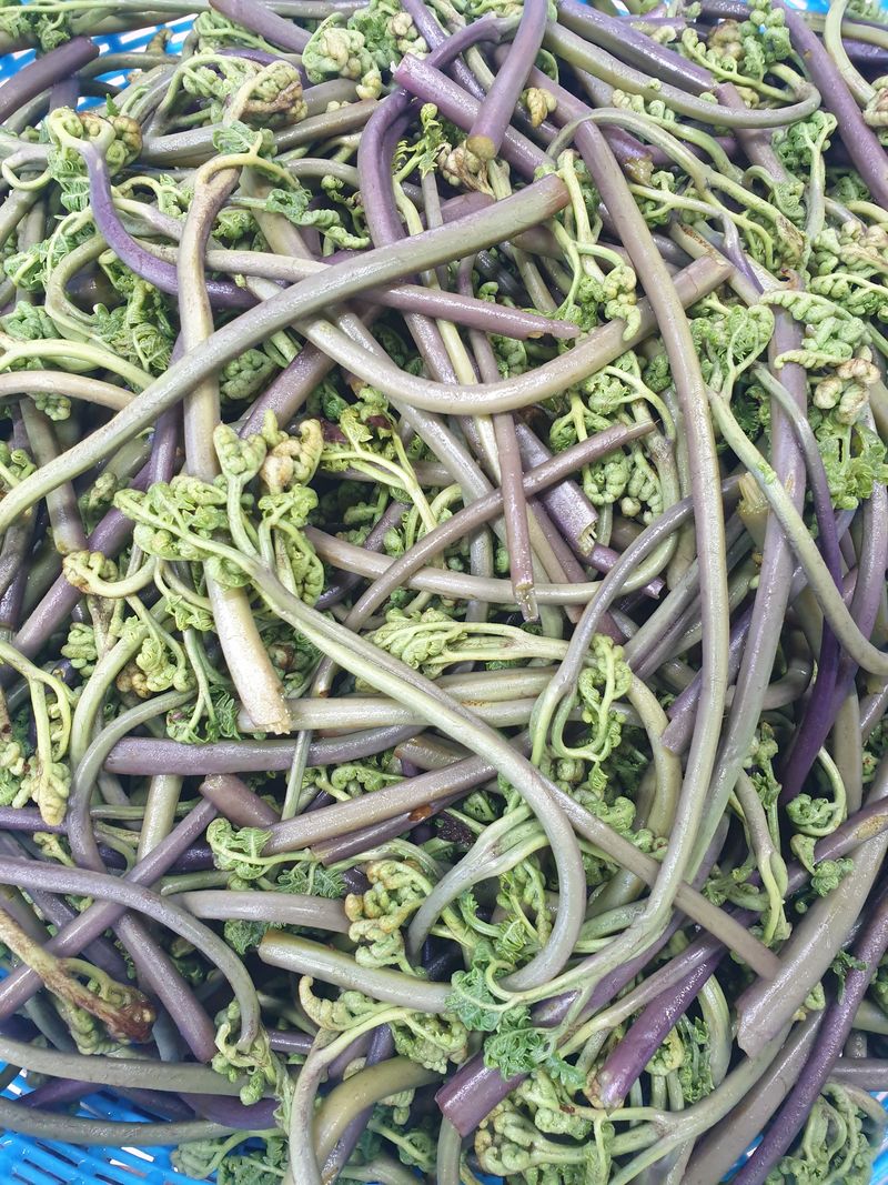 이선옥님의 장터 판매 상품 [마른고사리500g] 첨부 사진