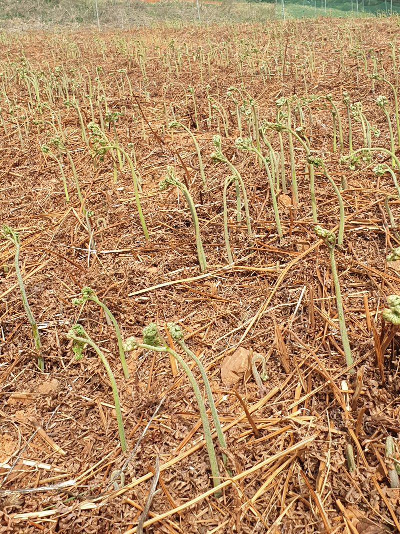 이선옥님의 장터 판매 상품 [마른고사리500g] 첨부 사진