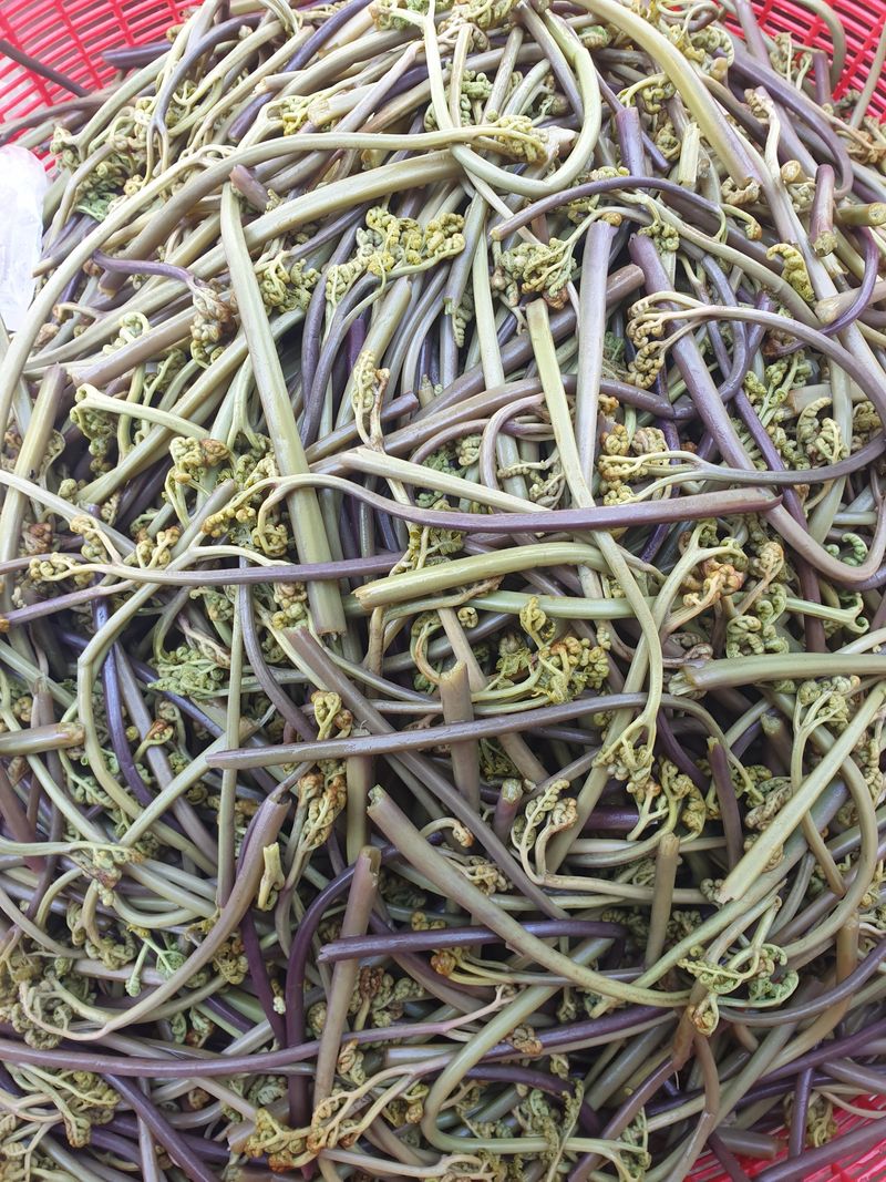 해당화님의 장터 판매 상품 [마른고사리500g] 첨부 사진