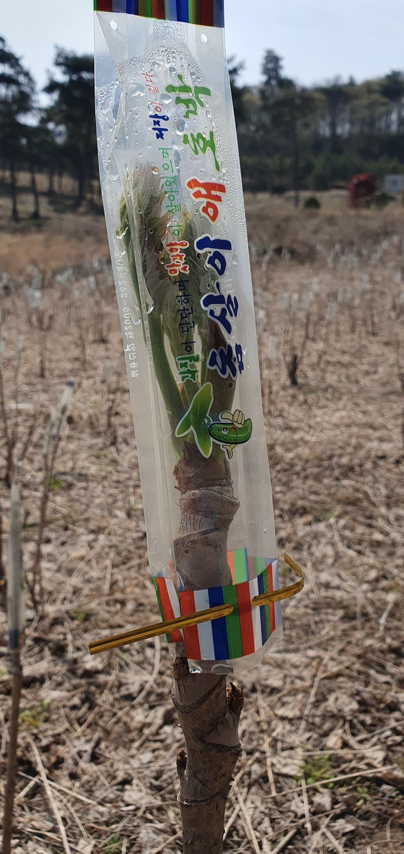 권길수님의 장터 판매 상품 [참두릅 1키로 ] 첨부 사진