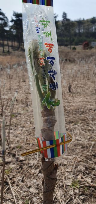 권길수님의 작성글 사진