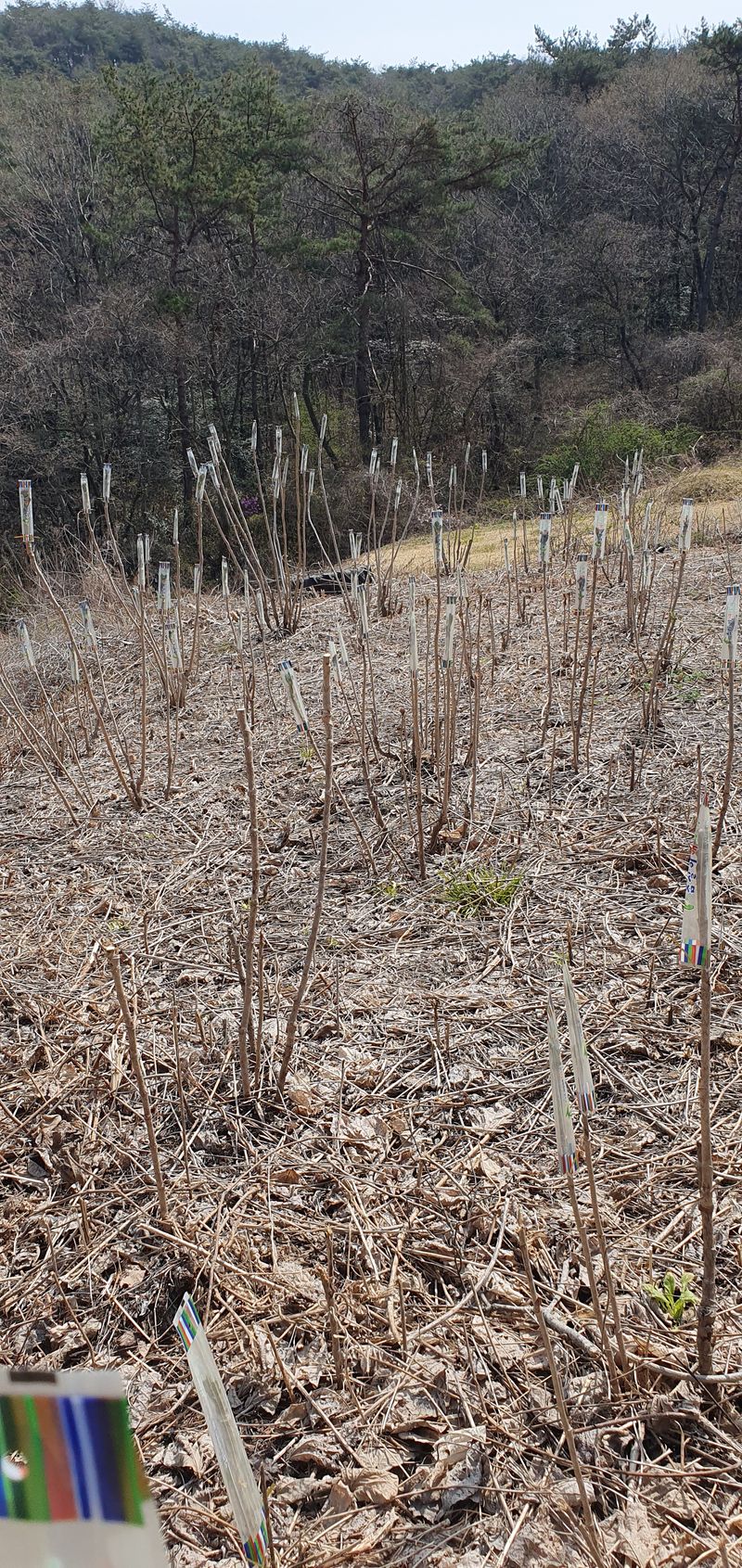 권길수님의 장터 판매 상품 [참두릅 1키로 ] 첨부 사진