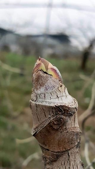 주대성님의 두릅 · 수확 작성글 사진