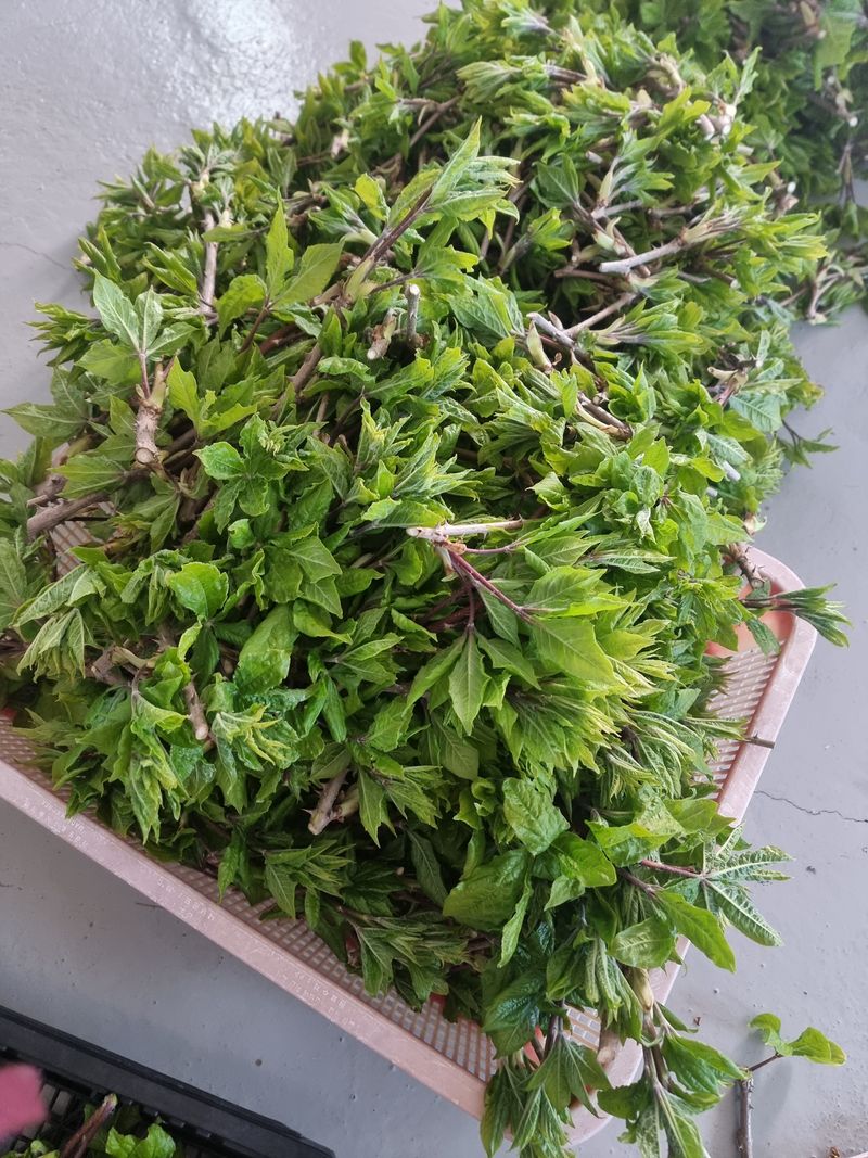 장터 상품 [참죽[참가죽]순,가시오가피순완전무농약입니다.농약영양제등살포하지않고순순자연적재배입니다.] 썸네일