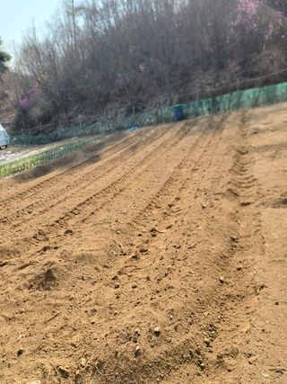 서상진님의 고추 · 토양준비 작성글 사진