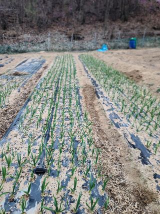 서상진님의 고추 · 토양준비 작성글 사진