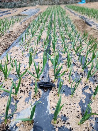 서상진님의 고추 · 토양준비 작성글 사진