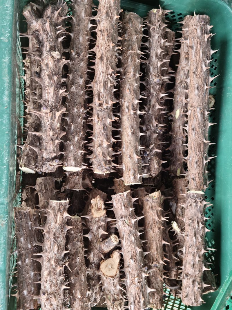 장터 상품 [엄나무 가지 (백숙용) 1kg] 썸네일