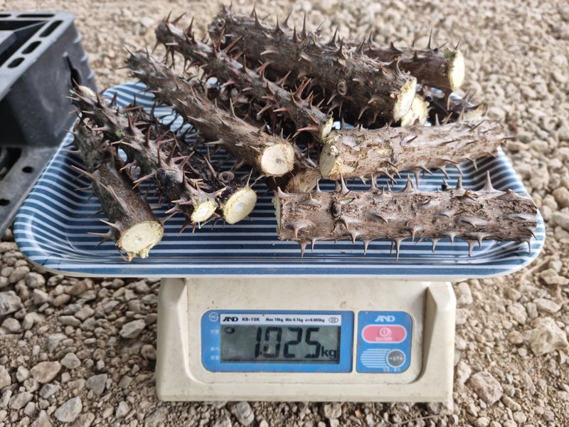 박미진(산약초농원)님의 장터 판매 상품 [엄나무 가지 (백숙용) 1kg] 첨부 사진