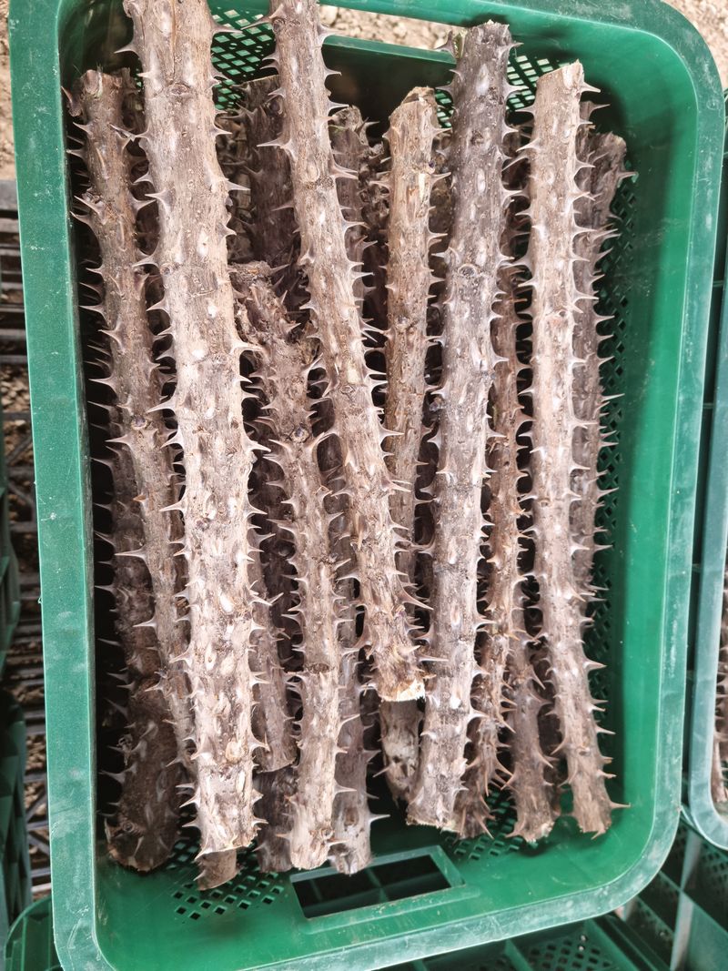 박미진(산약초농원)님의 장터 판매 상품 [엄나무 가지 (백숙용) 1kg] 첨부 사진