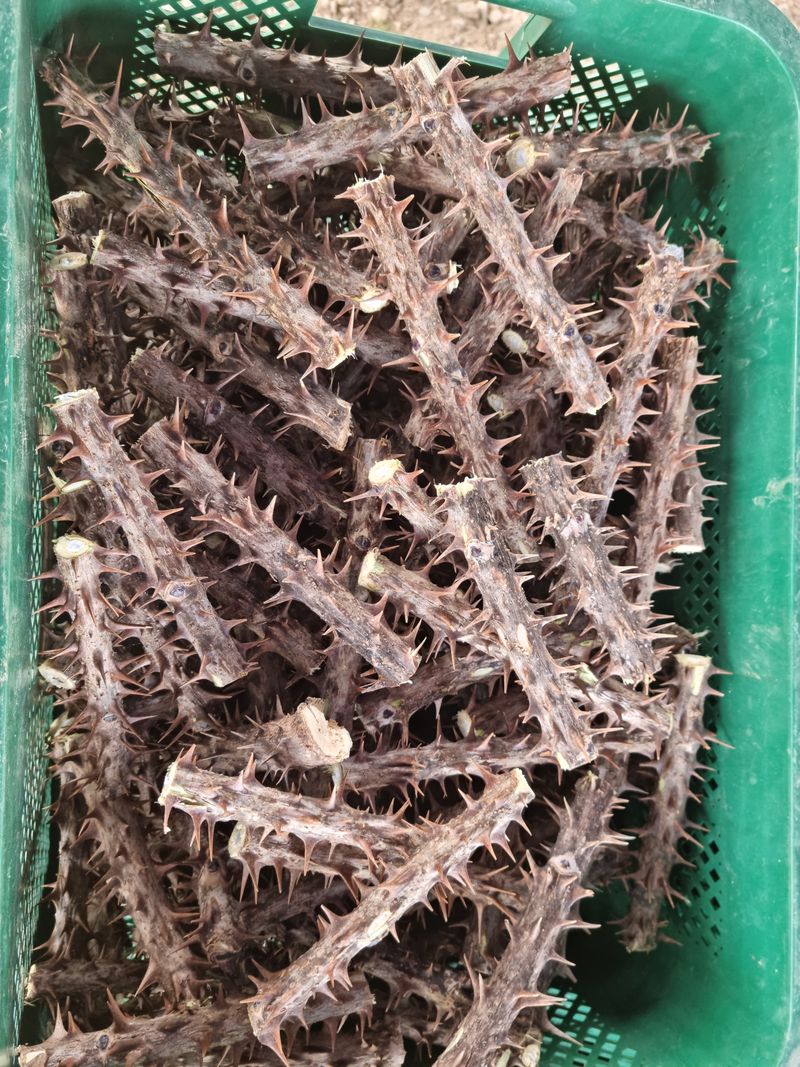 박미진(산약초농원)님의 장터 판매 상품 [엄나무 가지 (백숙용) 1kg] 첨부 사진