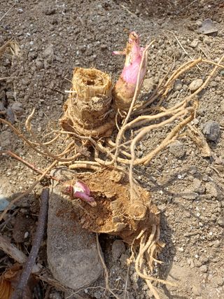 알 수 없음님의 기타작물 · 자유게시판 작성글 사진