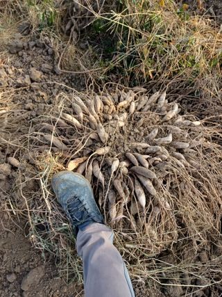알 수 없음님의 기타작물 · 자유게시판 작성글 사진