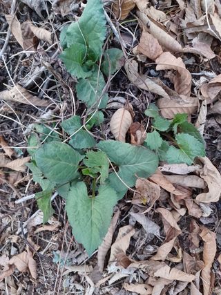 알 수 없음님의 기타작물 · 자유게시판 작성글 사진