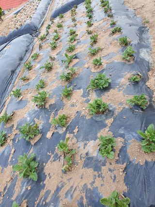 베루시카님의 감자 · 자유게시판 작성글 사진