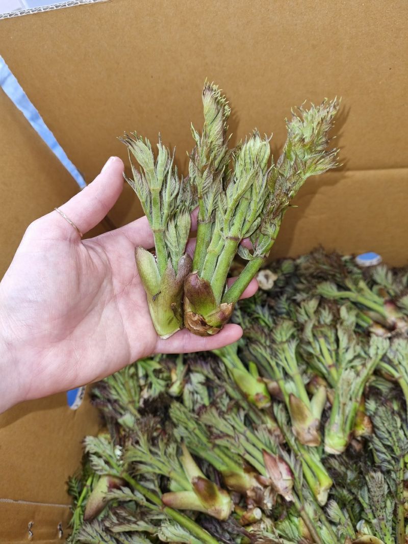 장터 상품 [참두릅. 개두릅 1kg] 썸네일