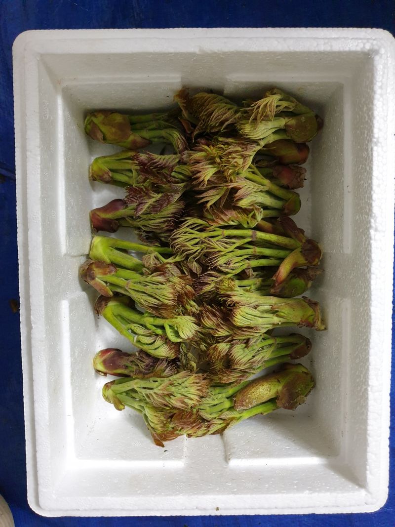 우승님의 장터 판매 상품 [참두릅. 개두릅 1kg] 첨부 사진