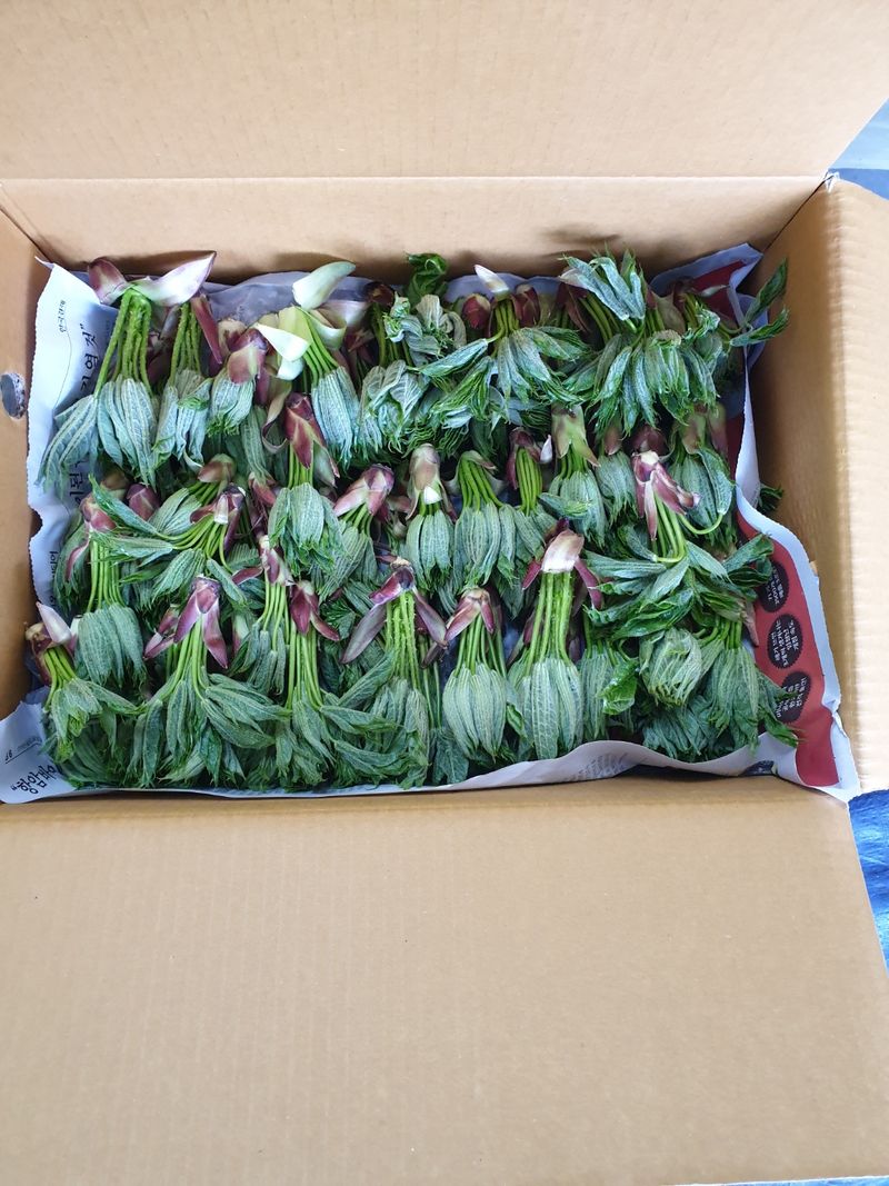 우승님의 장터 판매 상품 [참두릅. 개두릅 1kg] 첨부 사진