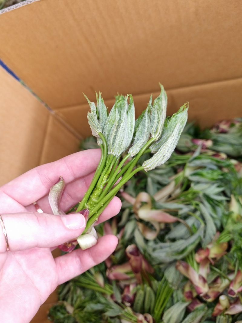 우승님의 장터 판매 상품 [참두릅. 개두릅 1kg] 첨부 사진