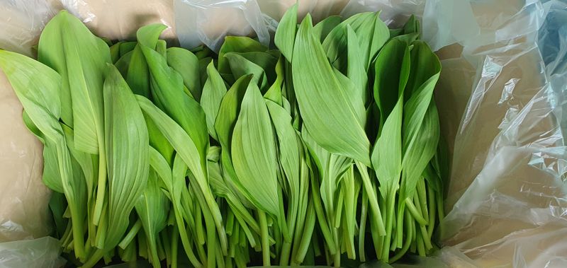 장터 상품 [태백 명이나물 1kg] 썸네일