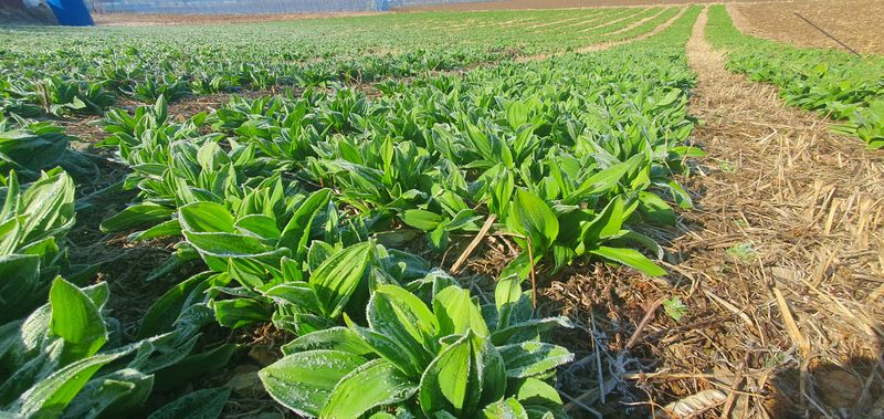 김동현님의 장터 판매 상품 [태백 명이나물 1kg] 첨부 사진