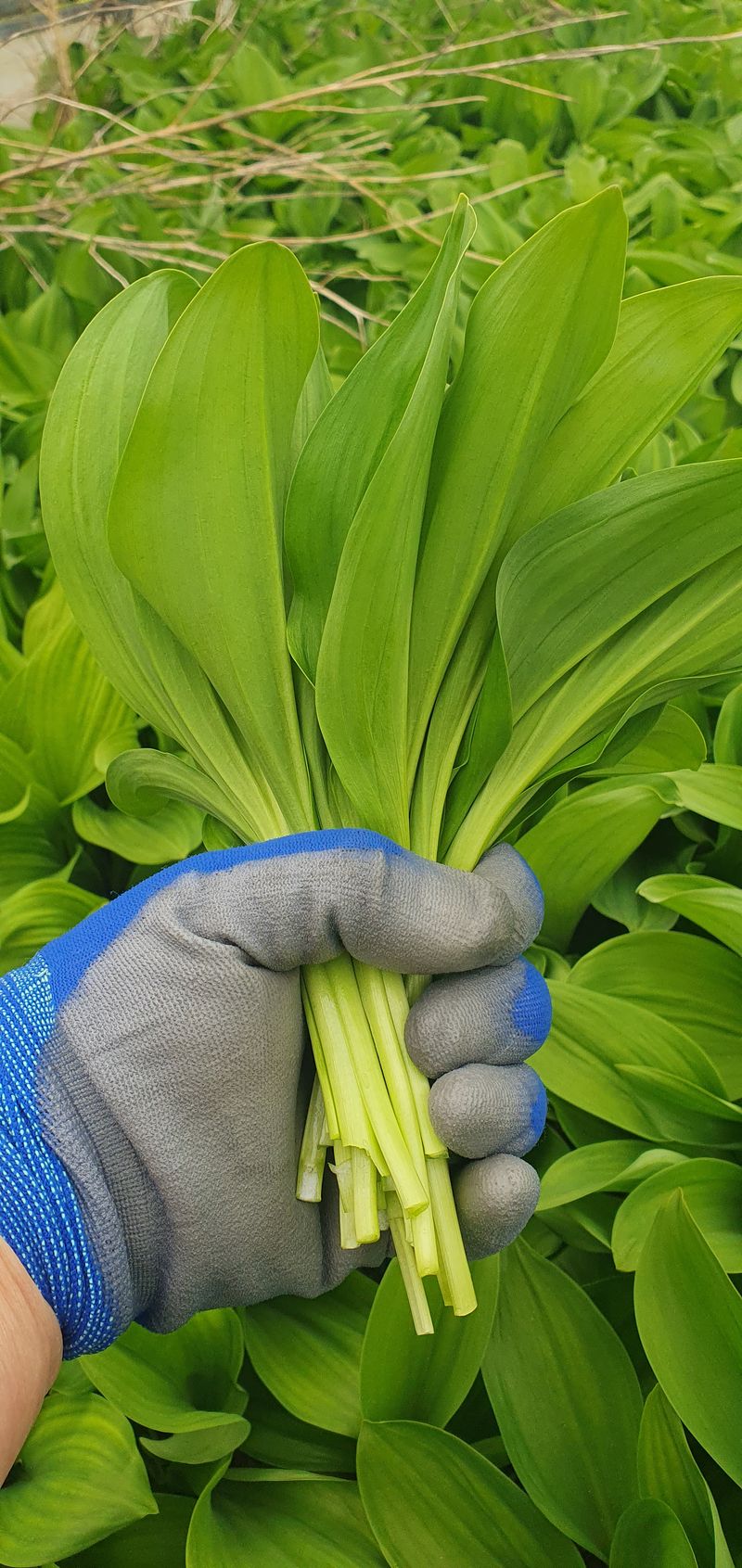 김동현님의 장터 판매 상품 [태백 명이나물 1kg] 첨부 사진