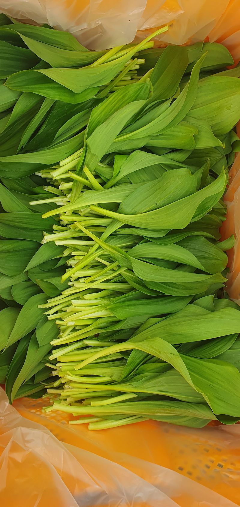 김동현님의 장터 판매 상품 [태백 명이나물 1kg] 첨부 사진