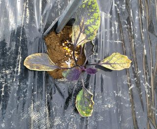 김인수님의 기타작물 · 병해충상담 작성글 사진