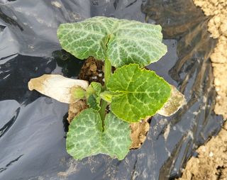 김인수님의 기타작물 · 병해충상담 작성글 사진