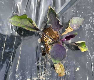 김인수님의 기타작물 · 병해충상담 작성글 사진