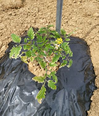 김인수님의 기타작물 · 병해충상담 작성글 사진