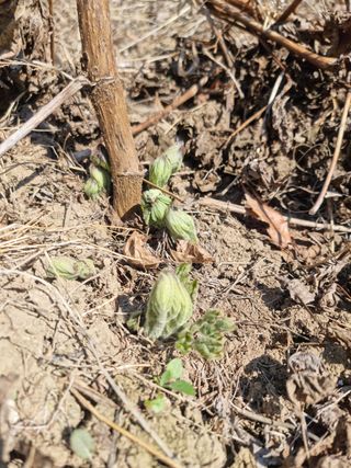 고원산야초 님의 두릅 · 일상 작성글 사진