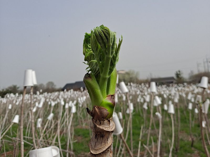 장터 상품 [담양수북참두릅1kg] 썸네일
