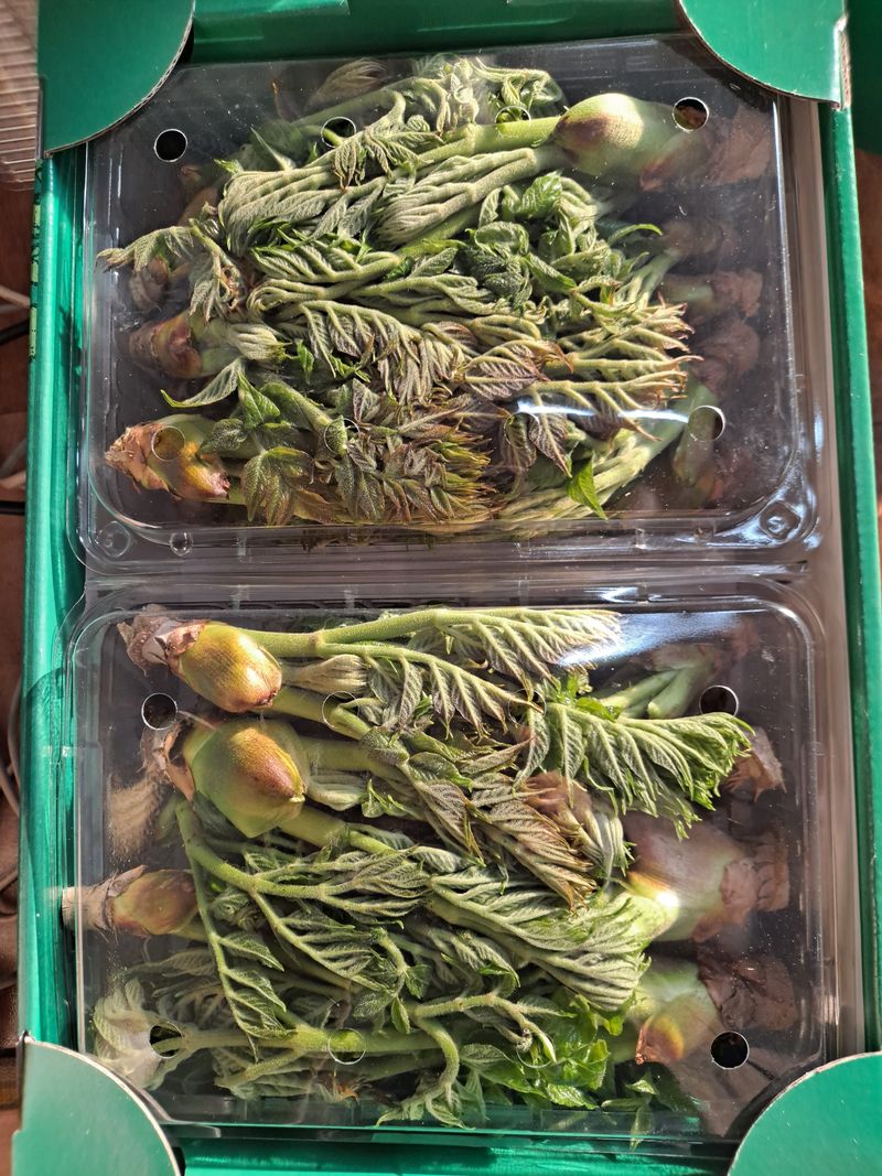 이용숙님의 장터 판매 상품 [담양수북참두릅1kg] 첨부 사진