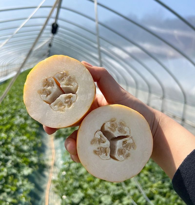 프룻하늬님의 장터 판매 상품 [(2주 초특가할인)아삭아삭 가정용 성주 참외] 첨부 사진