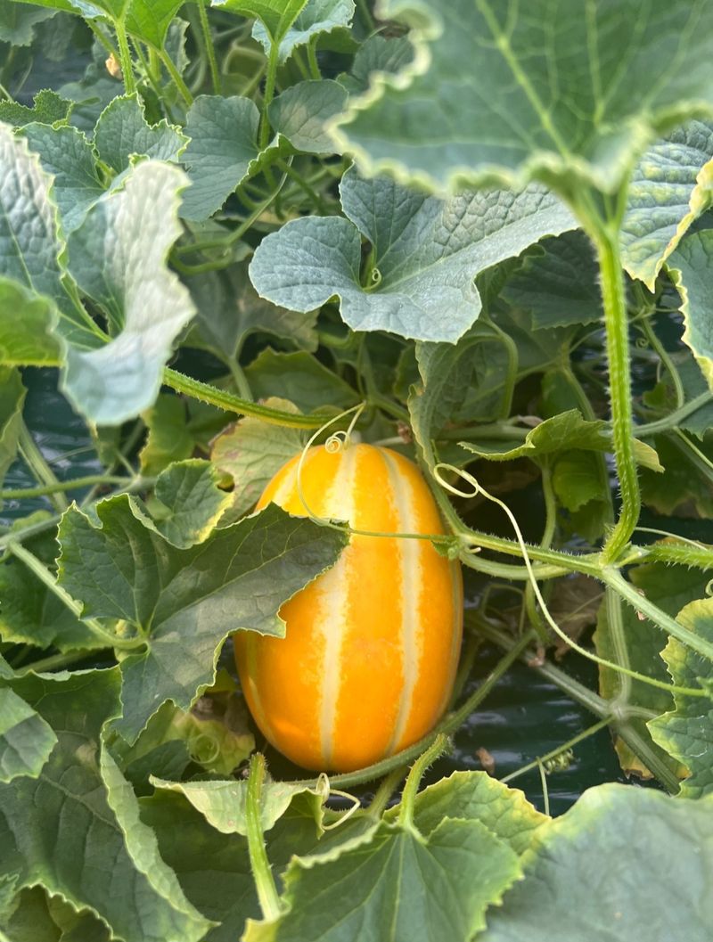 프룻하늬님의 장터 판매 상품 [(2주 초특가할인)아삭아삭 가정용 성주 참외] 첨부 사진