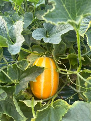 프룻하늬님의 작성글 사진