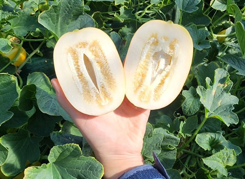 프룻하늬님의 장터 판매 상품 [(2주 초특가할인)아삭아삭 가정용 성주 참외] 첨부 사진