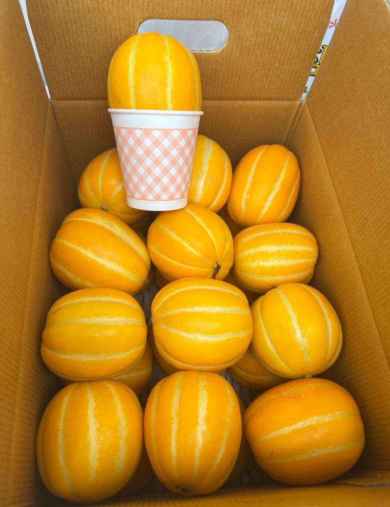 프룻하늬님의 장터 판매 상품 [(2주 초특가할인)아삭아삭 가정용 성주 참외] 첨부 사진