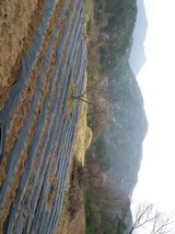 팜모닝 감자·자유게시판 게시글 이미지