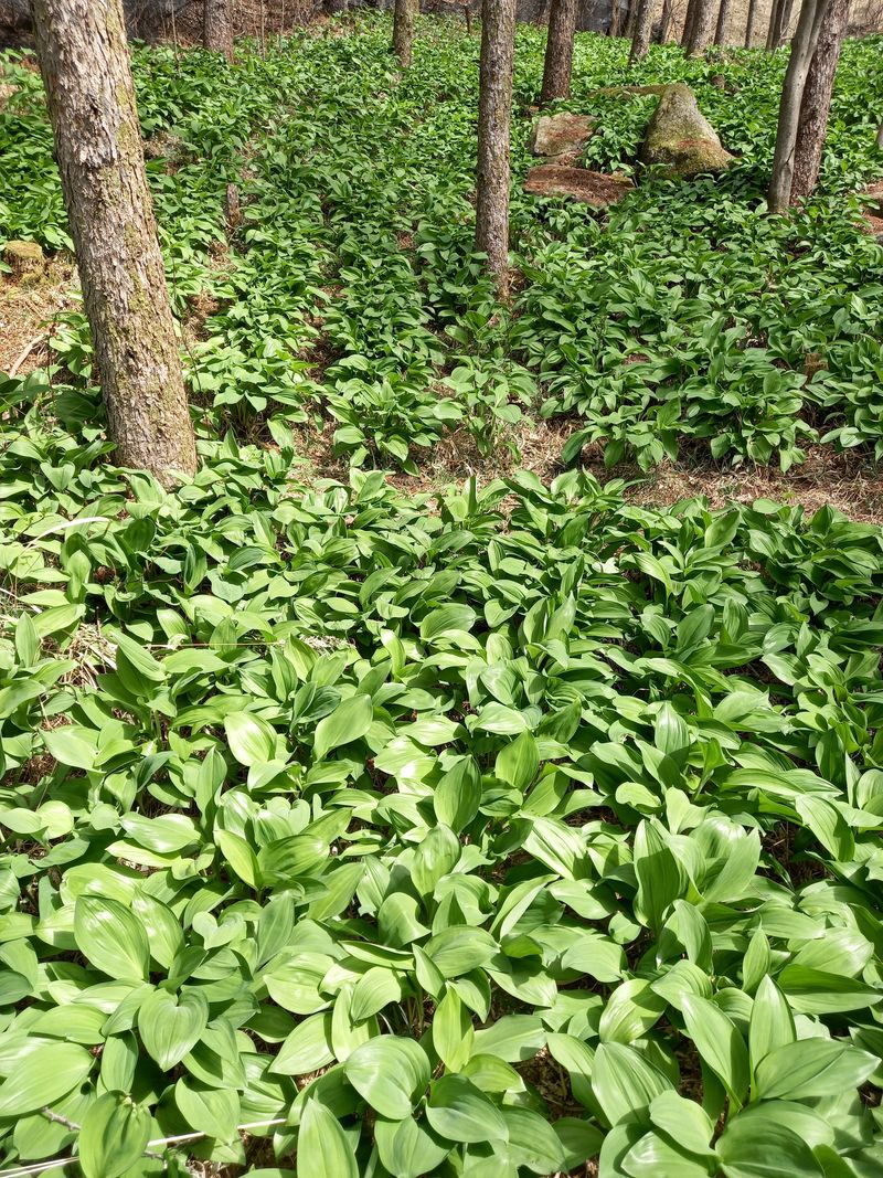 장터 상품 [명이나물.] 썸네일